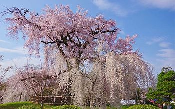 基本コース&円山公園