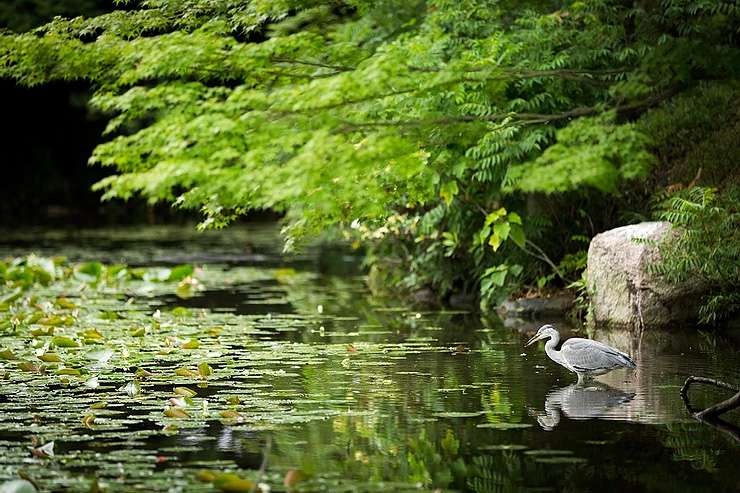 涼しげな夏の日本庭園へ