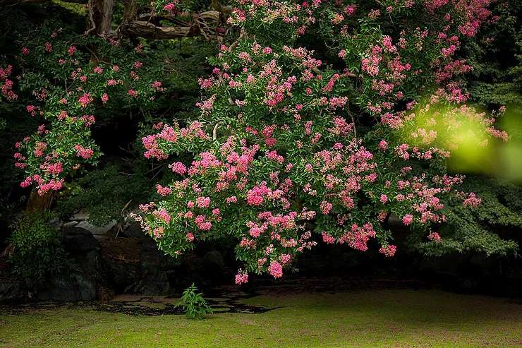 涼しげな夏の日本庭園へ